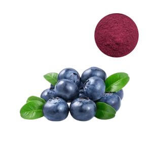 Certified Bilberry Extract Powder Supplier, 36% Anthocyanosides, Non-GMO Ocular Ingredient.