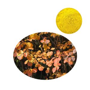 Bulk fisetin powder 98% HPLC extracted from Cotinus coggygria smoketree for supplement B2B