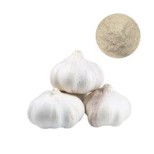 Bulk Garlic Extract Powder supplier for dietary supplement and cardio-metabolic formulations