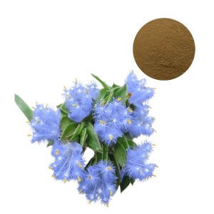 Cyanotis Vaga Extract 95% Ecdysterones
