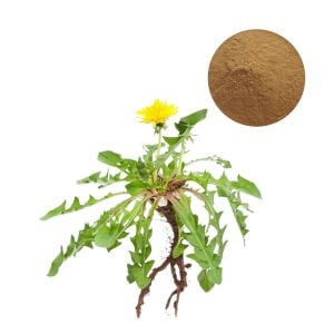 Certified Dandelion Root Extract Powder wholesale