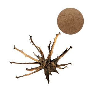 Wholesale standardized Devils Claw extract powder for joint health formulations.