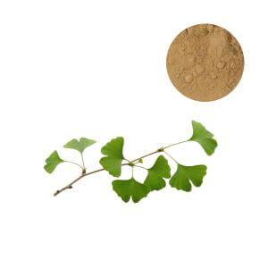 Wholesale Ginkgo Biloba Extract Powder 24/6 flavonoids 6% lactones