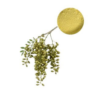 Kaempferol 98% Powder, Botanical Extract from Sophora japonica.