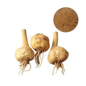 Maca Root Extract Powder 10:1 - fine brown powder for dietary supplements