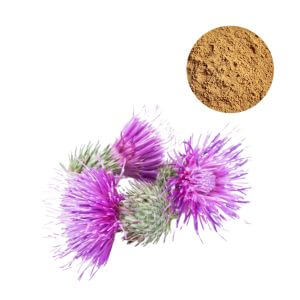 Premium Milk Thistle Extract Powder 80% UV for liver health formulations