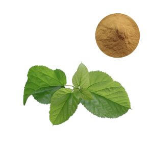 Thumbnail of botanical mulberry leaf extract powder for wholesale ingredients procurement.