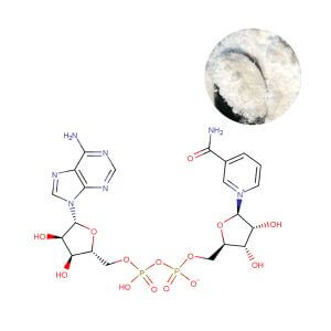 NAD+ Powder Bulk Supplier - Oclean Nutra