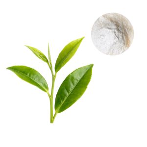 Natural Epicatechin from Green Tea