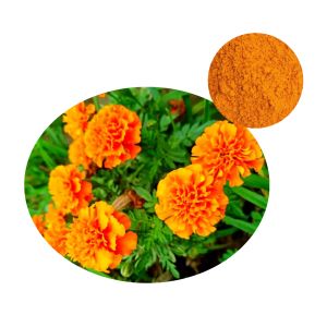 Lutein Powder from Marigold - raw material for vision support supplements