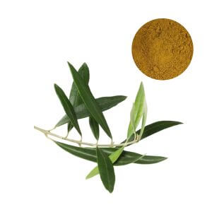 Bulk olive leaf extract powder thumb preview for cardiovascular supplement formulation sourcing.