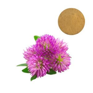 Standardized Red Clover Extract Powder 20% HPLC, wholesale nutraceutical ingredient.