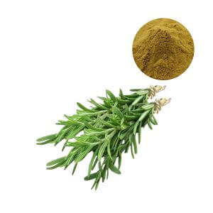 Thumbnail of bulk rosemary extract powder for industrial food and supplement sourcing.