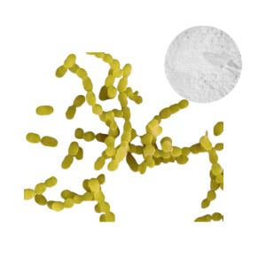 Streptococcus Thermophilus Probiotic Powder