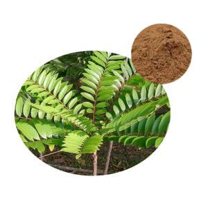 Tongkat Ali Powder - raw material from Longjack root for sports nutrition