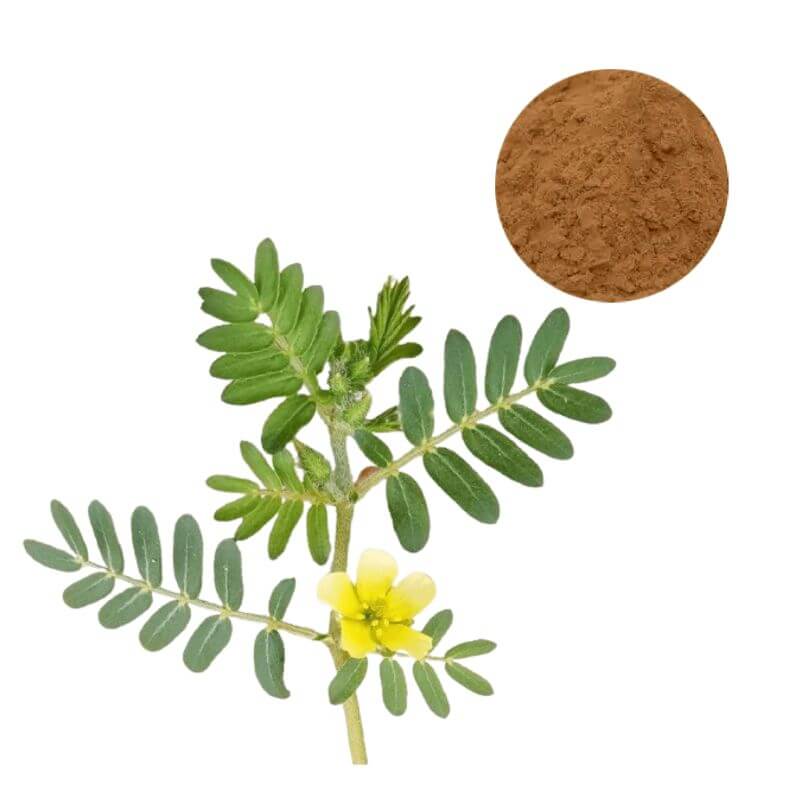 Tribulus Extract Saponins Powder in a bowl next to Tribulus Terrestris plant