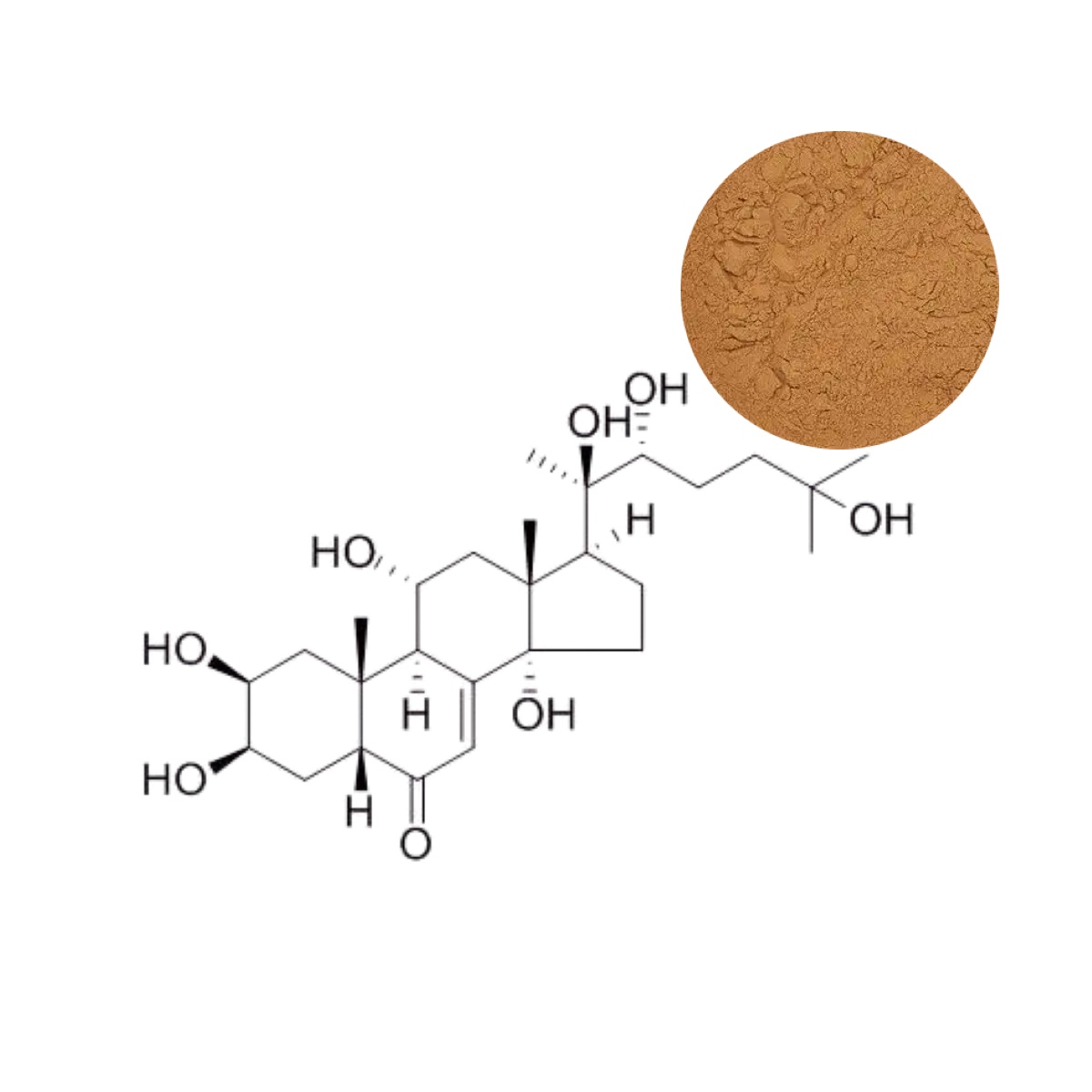 Pure Turkesterone extract from Ajuga Turkestanica (98% purity)