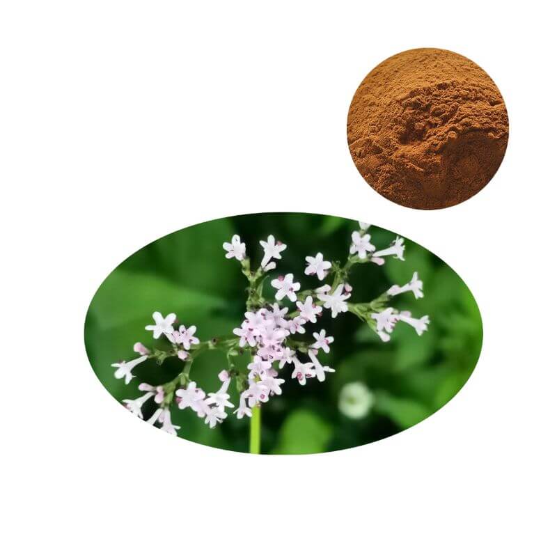 Premium Valerian Root Extract Powder standardized to 0.8% Valerenic Acid with Valeriana officinalis flower.